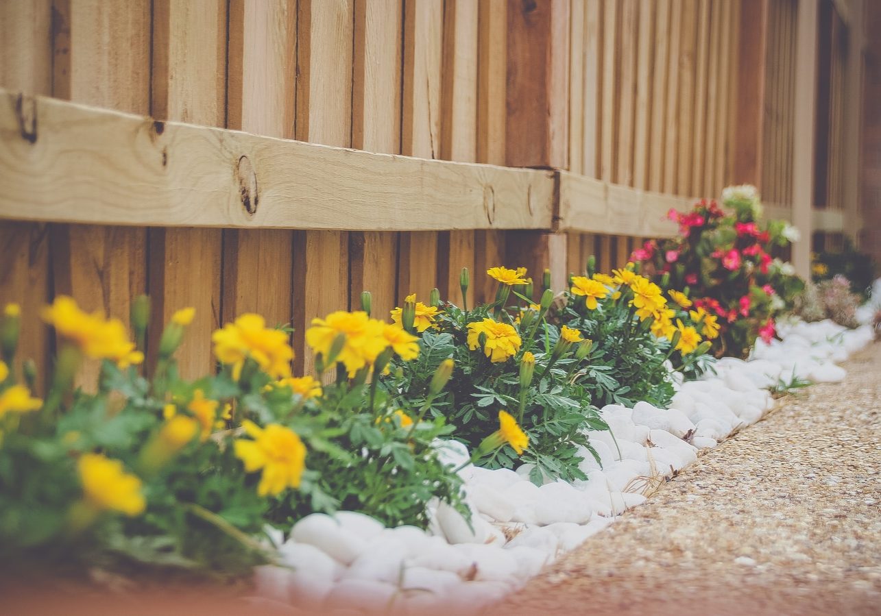 yellow petaled flower beside wooden fence